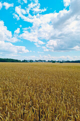 A ripe yellow field of wheat or barley on a sunny summer day. Countryside, landscape.