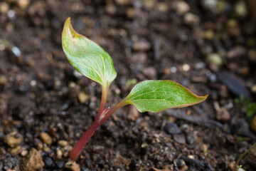 発芽したぶどうの芽