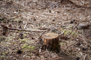 Close up of fresh cut down tree stumps