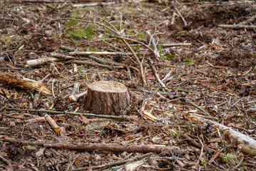 Close up of fresh cut down tree stumps