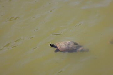 日本の池で遊ぶ亀