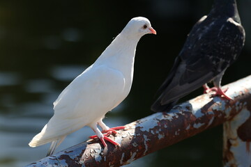 日本の幸せな白い鳩