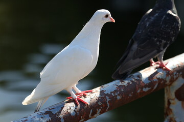 日本の幸せな白い鳩