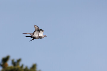 日本の空を飛んでいる鳩