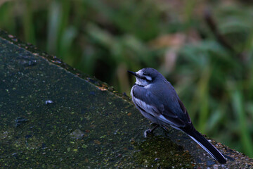 日本の森で遊ぶセキレイ