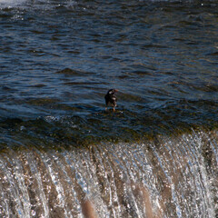 日本の川で遊ぶ川鵜