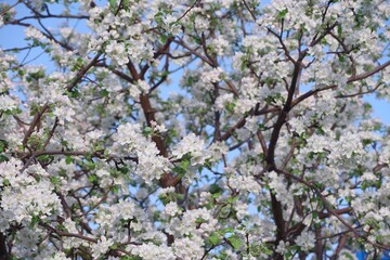 tree, spring, flower, blossom, cherry, nature, pink, bloom, branch, sky, blooming, sakura, flowers, plant, garden, japan, white, cherry blossom, blue, beauty, blossoms, beautiful, petal, season, cherr