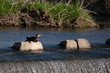 日本の川で遊ぶ川鵜