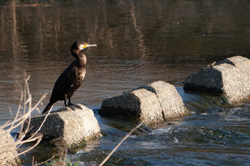日本の川で遊ぶ川鵜
