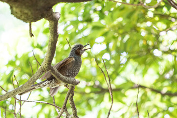 日本の木の上に止まるヒヨドリ
