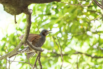 日本の木の上に止まるヒヨドリ
