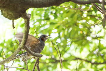 日本の木の上に止まるヒヨドリ
