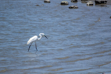 日本の海で遊ぶ鷺