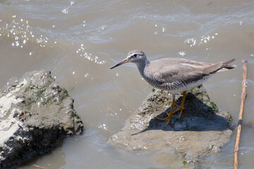 日本の海で遊ぶメリケンキアシシギ