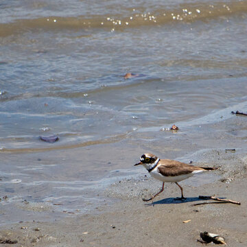 日本の浜辺で遊ぶメリケンキアシシギ