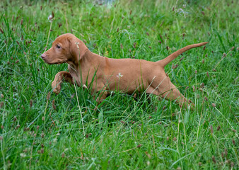 vizslar puppys playing