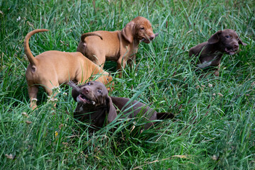 vizslar puppys playing