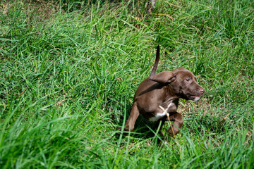 vizlar dog on grass