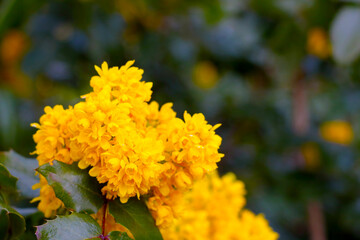 Beautiful yellow flowering bushes in the spring in the park.