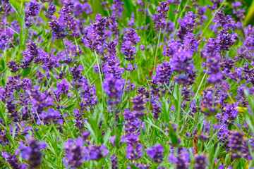 Fototapeta premium A backdrop of fragrant lavender blooming in the fields in the countryside.