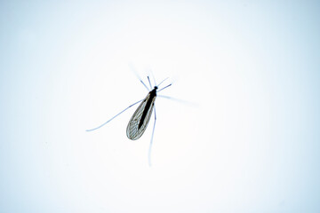 fly on a white background, nacka, sweden, stockholm,sverige