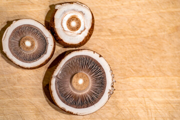 Fototapeta na wymiar close up of mushrooms, nacka, sweden, stockholm,sverige