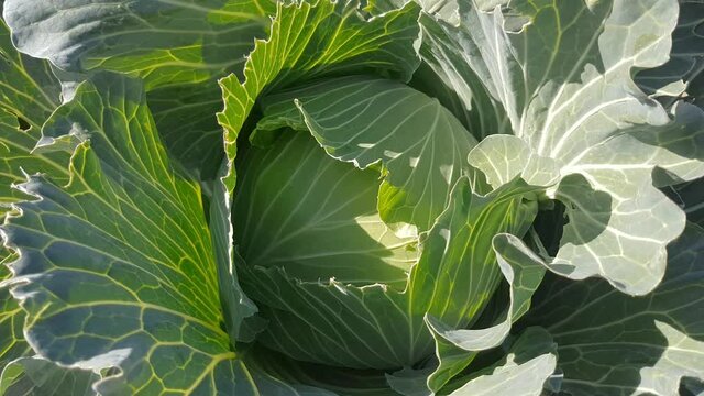 Head of ripe cabbage on the garden on sunny day, close up