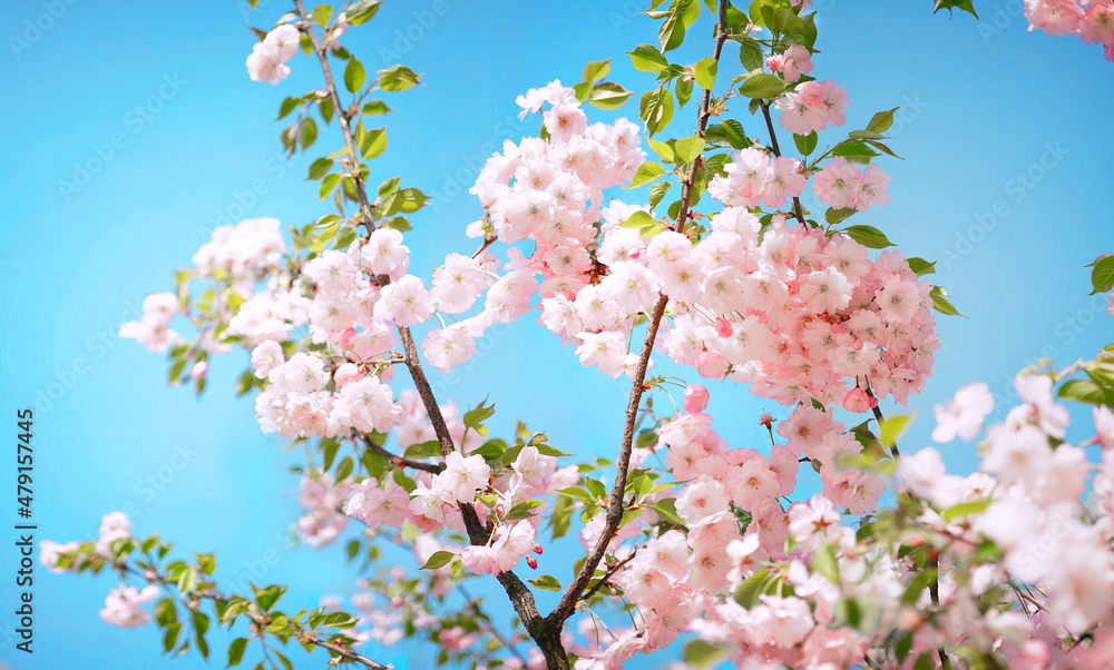 Poster light beautiful natural spring image of blooming pink sakura close-up against a background of clear 