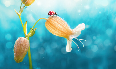 Ladybug on yellow bell flower in in drops of morning dew in nature outdoors on blue background, macro.