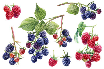 Branches of blackberry and raspberries. Berries watercolor hand drawn botanical illustration, Isolated white background. - obrazy, fototapety, plakaty
