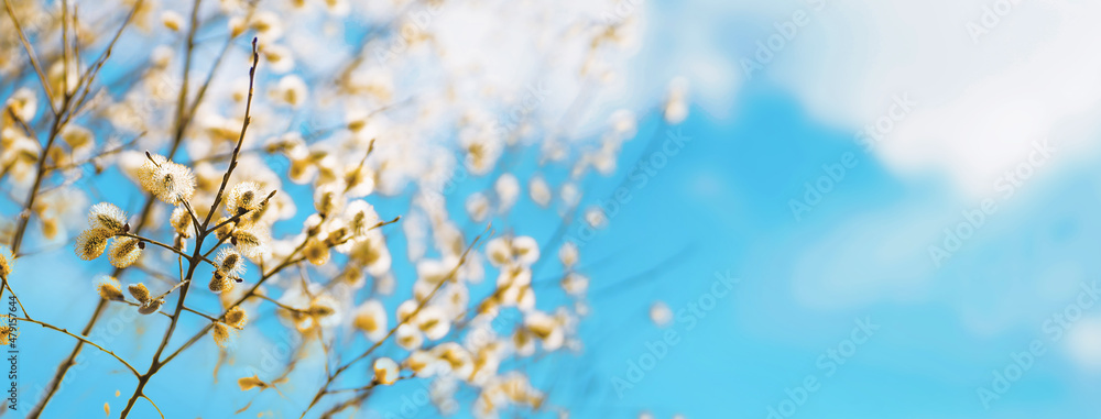 Poster beautiful symbolic spring easter image of wide format - twigs of blossoming pussy willow against bac