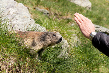 Fototapeta premium Man feeds alpine marmot on meadow. Latin name marmota marmota