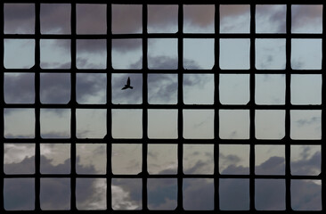 Dove flying on a sky outside a window frame