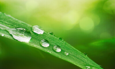 Beautiful drops morning dew in nature, selective focus. Drops of clean transparent water on leaves. Sun glare in drop. Image in green tones. Spring summer natural background.