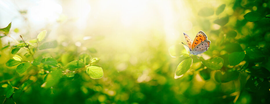Panoramic banner with spring image - border of branches of fresh young greenfoliage and orange butterfly in rays morning sun outdoors in nature. Selective soft focus.