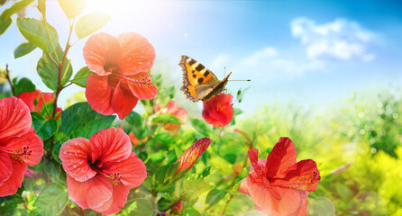 Picturesque bright beautiful sunny summer scene of wide format in nature - urticaria butterfly on red hibiscus flower against background of light blue sky with light clouds. © Laura Pashkevich