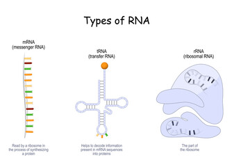 Types of RNA. tRNA, mRNA and rRNA