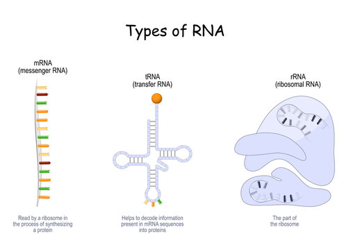 Types of RNA. tRNA, mRNA and rRNA