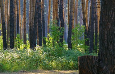 bird, nature, wildlife, sparrow, animal, wild, robin, chaffinch, feather, beak, branch, small, feathers, brown, finch, sitting, tree, wing, songbird