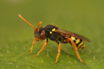 Close up of a female kleptoparasite Painted Nomad bee ,Nomada fucata sitting on a green leaf