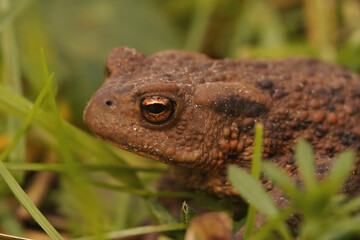 Closeup on an adult female Common European toad, Bufo bufo sitting in the grass