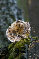 butterfly, moth, insect, nature, macro, brown, leaf, white, animal, isolated, tree, wings, plant, close-up, wing, green, bug, wildlife, closeup, autumn, detail, fly, beautiful
