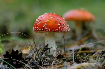 mushroom, toadstool, red, autumn, forest, nature, fungus, amanita, agaric, poisonous, fly agaric, fly, poison, cap, white, toxic, fungi, grass, wood, amanita muscaria, plant, season, spotted, closeup,