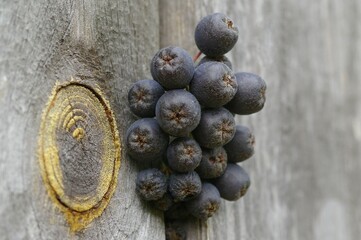 fruit, blueberry, berry, food, blueberries, blue, fresh, isolated, ripe, healthy, sweet, berries, white, bilberry, dessert, fruits, juicy, organic, closeup, macro, raw, nutrition, heap, freshness, bla
