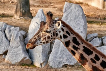 Close up of a giraffe head (Giraffa camelopardalis rothschildi) with the last rays of sun at sunset