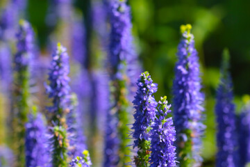 Perennial purple flowers bloom on a sunny day. Spring or summer landscape. The flowering of plants. Selective focus.