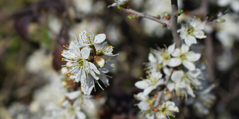 Fondo de flores blancas con rama.
