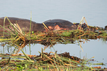 Hippo, Hippopotamus amphibius