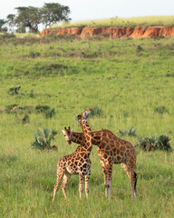 Baringo Giraffe, Giraffa camelopardalis