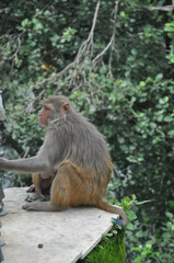 A female monkey with her baby sitting outside in park
